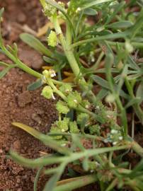 Fotografia da espécie Lepidium coronopus