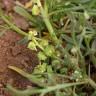 Fotografia 3 da espécie Lepidium coronopus do Jardim Botânico UTAD
