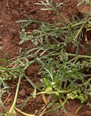 Fotografia 4 da espécie Lepidium coronopus no Jardim Botânico UTAD