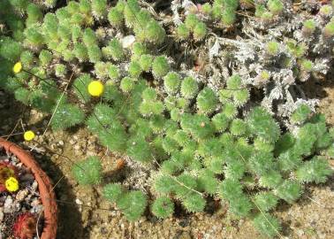 Fotografia da espécie Cotula lineariloba