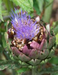 Cynara scolymus