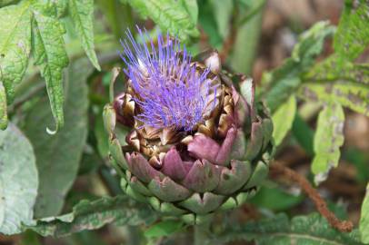 Fotografia da espécie Cynara scolymus