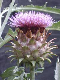 Fotografia da espécie Cynara scolymus