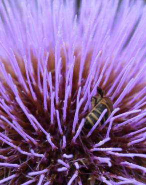 Fotografia 3 da espécie Cynara scolymus no Jardim Botânico UTAD