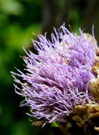 Fotografia da espécie Cynara scolymus