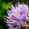 Fotografia 4 da espécie Cynara scolymus do Jardim Botânico UTAD