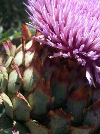 Fotografia da espécie Cynara scolymus