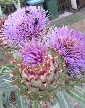 Fotografia 6 da espécie Cynara scolymus no Jardim Botânico UTAD