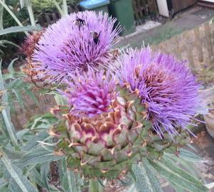 Fotografia da espécie Cynara scolymus