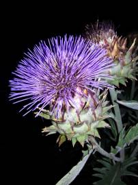 Fotografia da espécie Cynara scolymus