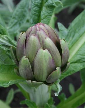 Fotografia 8 da espécie Cynara scolymus no Jardim Botânico UTAD