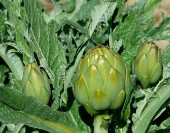 Fotografia da espécie Cynara scolymus