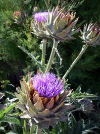 Fotografia da espécie Cynara scolymus