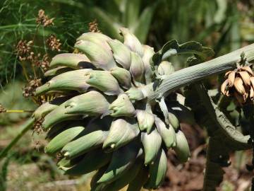 Fotografia da espécie Cynara scolymus