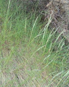 Fotografia 3 da espécie Festuca rubra subesp. pruinosa no Jardim Botânico UTAD