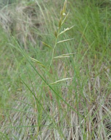 Fotografia de capa Festuca rubra subesp. pruinosa - do Jardim Botânico