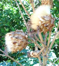 Fotografia da espécie Cynara scolymus