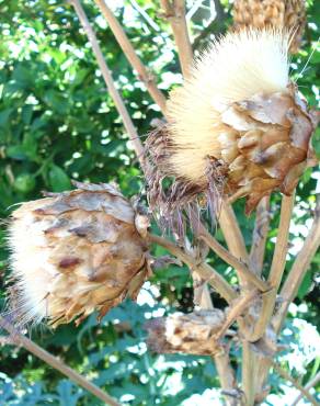 Fotografia 12 da espécie Cynara scolymus no Jardim Botânico UTAD