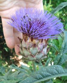 Fotografia da espécie Cynara scolymus