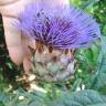 Fotografia 13 da espécie Cynara scolymus do Jardim Botânico UTAD