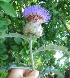 Fotografia da espécie Cynara scolymus