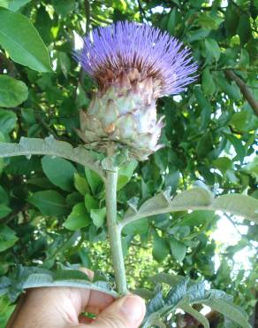 Fotografia 15 da espécie Cynara scolymus no Jardim Botânico UTAD