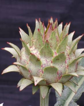 Fotografia 16 da espécie Cynara scolymus no Jardim Botânico UTAD