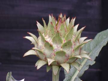 Fotografia da espécie Cynara scolymus