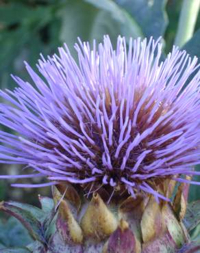 Fotografia 17 da espécie Cynara scolymus no Jardim Botânico UTAD