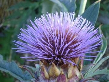 Fotografia da espécie Cynara scolymus