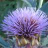 Fotografia 17 da espécie Cynara scolymus do Jardim Botânico UTAD