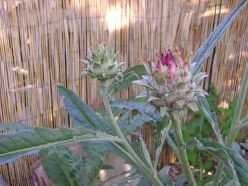 Fotografia da espécie Cynara scolymus