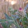 Fotografia 18 da espécie Cynara scolymus do Jardim Botânico UTAD