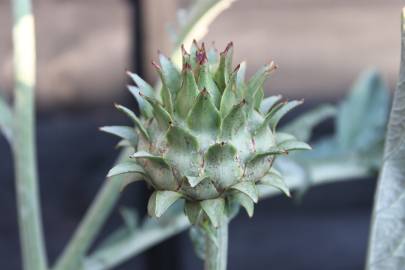 Fotografia da espécie Cynara scolymus