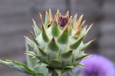 Fotografia da espécie Cynara scolymus