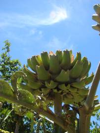 Fotografia da espécie Cynara scolymus