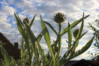 Fotografia da espécie Cynara scolymus