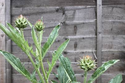 Fotografia da espécie Cynara scolymus