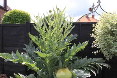 Fotografia da espécie Cynara scolymus