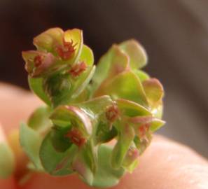Fotografia da espécie Euphorbia peplus var. peploides