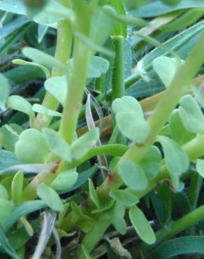 Fotografia 3 da espécie Euphorbia peplus var. peploides no Jardim Botânico UTAD