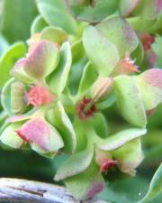 Fotografia da espécie Euphorbia peplus