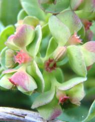 Euphorbia peplus var. peploides