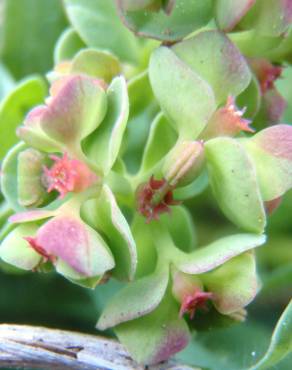 Fotografia 1 da espécie Euphorbia peplus var. peploides no Jardim Botânico UTAD