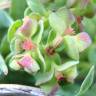 Fotografia 1 da espécie Euphorbia peplus var. peploides do Jardim Botânico UTAD