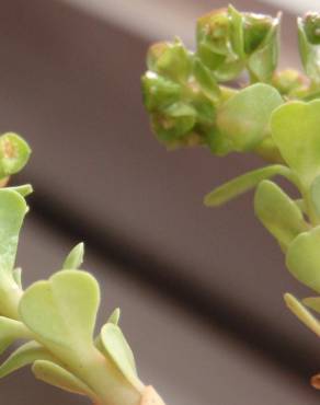 Fotografia 4 da espécie Euphorbia peplus var. peploides no Jardim Botânico UTAD