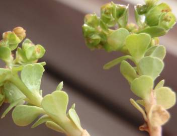 Fotografia da espécie Euphorbia peplus var. peploides