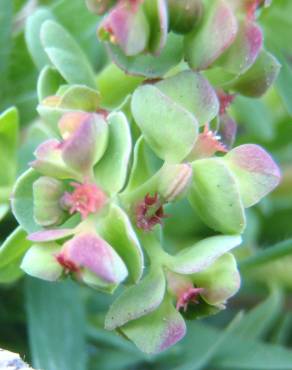 Fotografia 5 da espécie Euphorbia peplus var. peploides no Jardim Botânico UTAD
