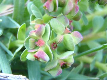 Fotografia da espécie Euphorbia peplus var. peploides