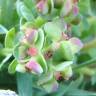 Fotografia 5 da espécie Euphorbia peplus var. peploides do Jardim Botânico UTAD